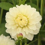 Glossy Florentine Dahlia Tuber