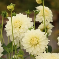 Glossy Florentine Dahlia Tuber