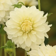 Glossy Florentine Dahlia Tuber