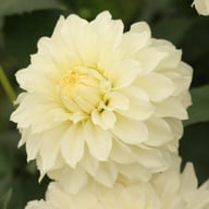 Glossy Florentine Dahlia Tuber