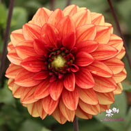 Glossy Maracana Dahlia Knöl
