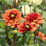 Glossy Maracana Dahlia Knöl