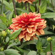 Glossy Maracana Dahlia Knöl