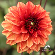Glossy Maracana Dahlia Knöl