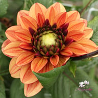 Glossy Maracana Dahlia Knöl