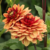 Glossy Maracana Dahlia Knöl