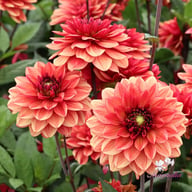 Glossy Maracana Dahlia Knöl