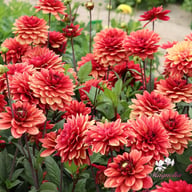 Glossy Maracana Dahlia Knöl
