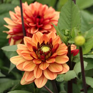 Glossy Maracana Dahlia Knöl
