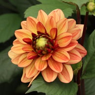 Glossy Maracana Dahlia Knöl
