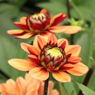 Glossy Maracana Dahlia Knöl