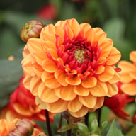 Glossy Miraza Dahlia Knöl