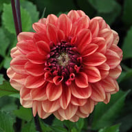 Glossy Miraza Dahlia Tuber
