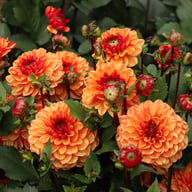 Glossy Miraza Dahlia Knöl