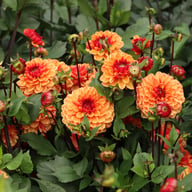 Glossy Miraza Dahlia Knöl