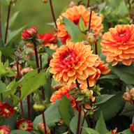 Glossy Miraza Dahlia Knöl