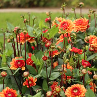 Glossy Miraza Dahlia Knöl