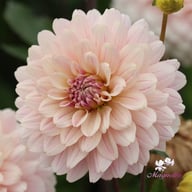 Glossy Olivia (Annika) Dahlia Knöl