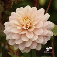Glossy Olivia (Annika) Dahlia Knöl