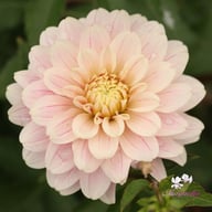 Glossy Olivia (Annika) Dahlia Knöl