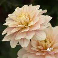 Glossy Olivia (Annika) Dahlia Knöl