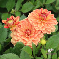 Go Go Orange Dahlia Tuber