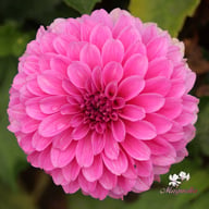 Go Go Pink Dahlia Tuber