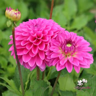 Go Go Pink Dahlia Tuber