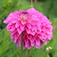 Go Go Pink Dahlia Tuber