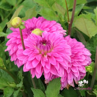Go Go Pink Dahlia Tuber