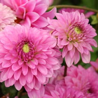 Go Go Pink Dahlia Tuber