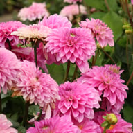 Go Go Pink Dahlia Tuber