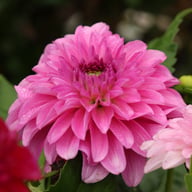 Go Go Pink Dahlia Tuber