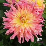Go Go Pink Yellow Dahlia Tuber