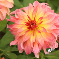 Go Go Pink Yellow Dahlia Tuber