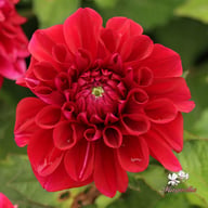 Go Go Purple Dahlia Knöl