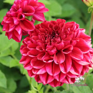 Go Go Purple Dahlia Knöl