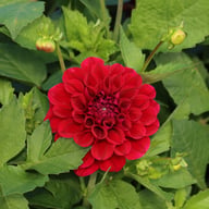 Go Go Purple Dahlia Knöl