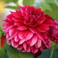 Go Go Purple Dahlia Knöl