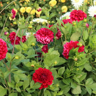 Go Go Purple Dahlia Knöl