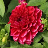 Go Go Purple Dahlia Knöl