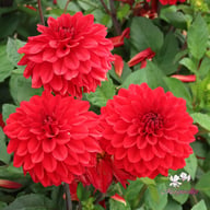Go Go Red Dahlia Knöl