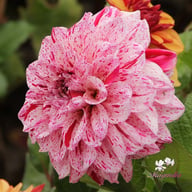 Go Go Speckled Dahlia Tuber