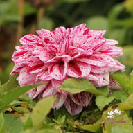 Go Go Speckled Dahlia Tuber