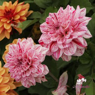 Go Go Speckled Dahlia Tuber