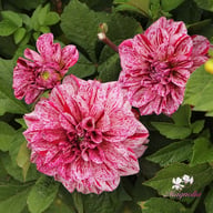 Go Go Speckled Dahlia Tuber