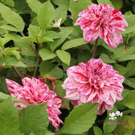 Go Go Speckled Dahlia Tuber
