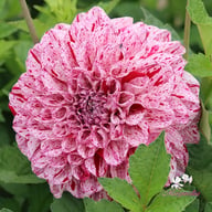 Go Go Speckled Dahlia Tuber