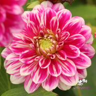 Go Go Two-Toned Dahlia Tuber