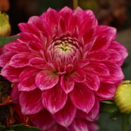 Go Go Two-Toned Dahlia Knöl